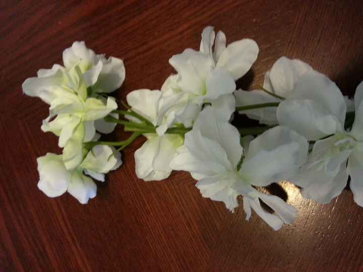 What flowers are these?