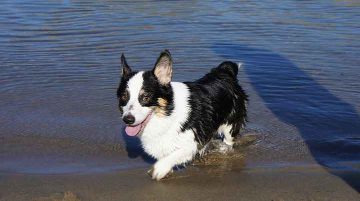 Lets see those puppies that we share with our FHs!