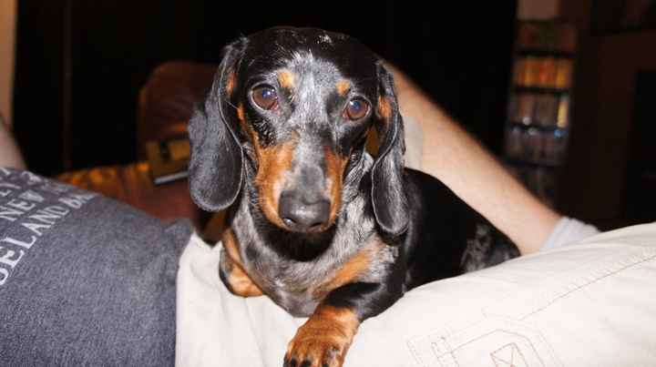 Lets see those puppies that we share with our FHs!