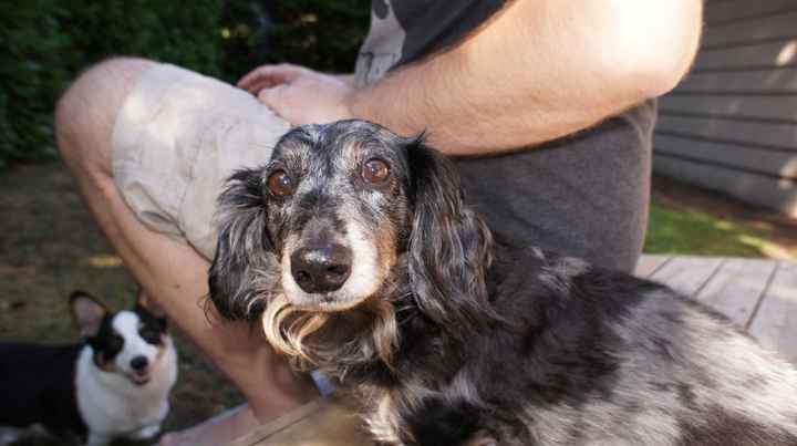 Lets see those puppies that we share with our FHs!