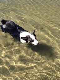 Keeping my mind of my wedding...Show me your dog:)!!**Pics