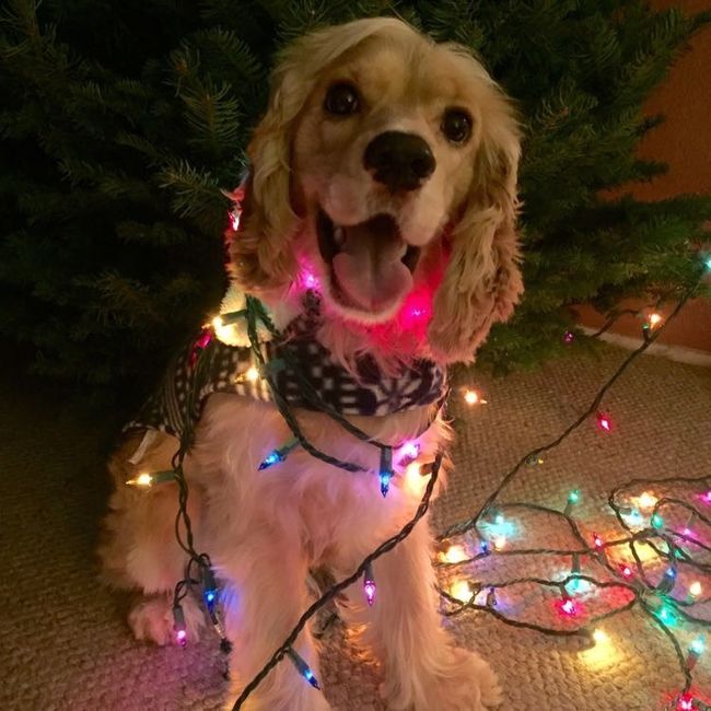 Let me see those fur babies!