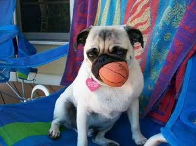 *NWR* Show me your pets/animals! *PICS*