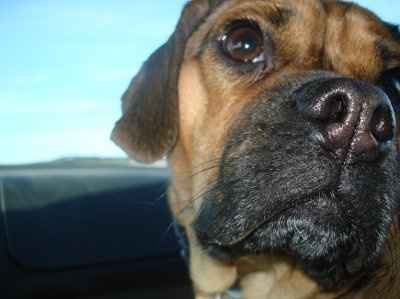 *NWR* Show me your pets/animals! *PICS*