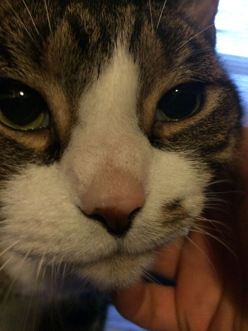 Show off your fur babies!