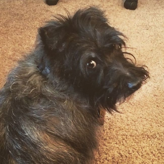 Sick and need cheering up--show me your Fur babies!