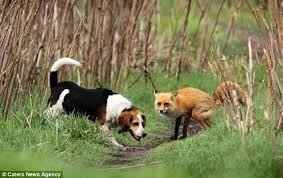 Requisit Friday Animal Thread