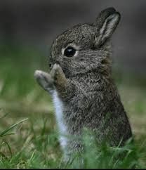 Requisit Friday Animal Thread