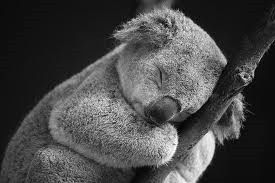 Requisit Friday Animal Thread