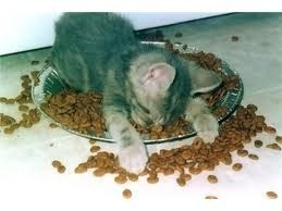 Requisit Friday Animal Thread