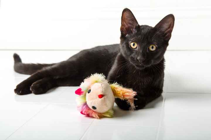 NWR:  Show me your fur babies!