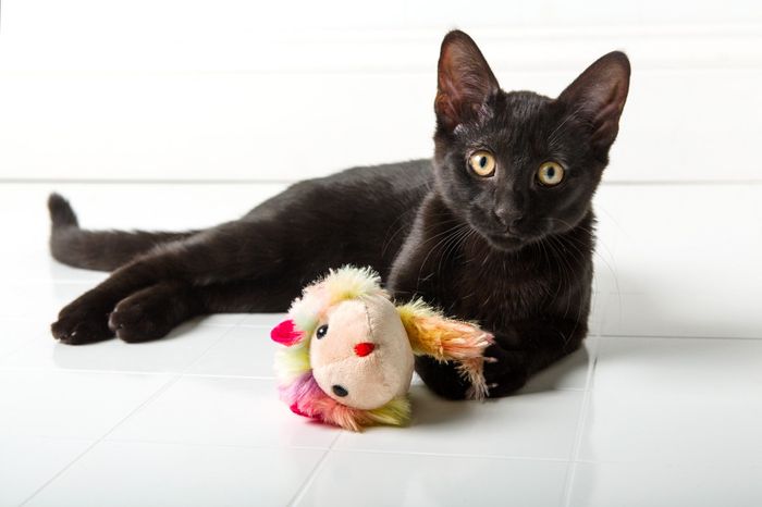 NWR:  Show me your fur babies!
