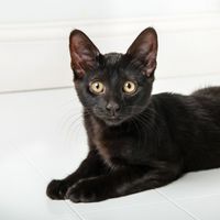 NWR:  Show me your fur babies!