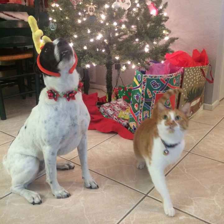 NWR: Silly pictures of your pets