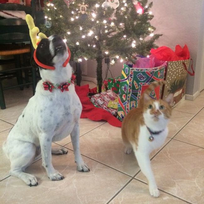 NWR: Silly pictures of your pets