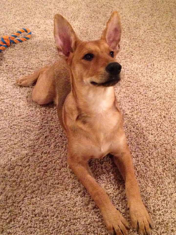 #petlife - pet memes & furbaby pictures!