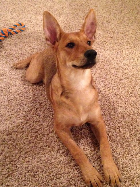 #petlife - pet memes & furbaby pictures!