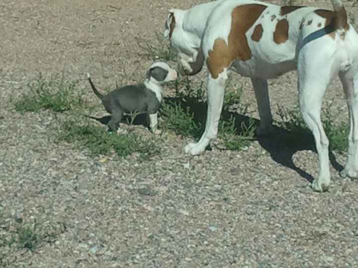 NWR- show me your pet!