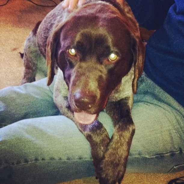 Need cheering up. Show me your puppies!