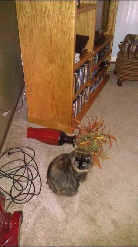 NWR: Kittens love Christmas Trees (pics)