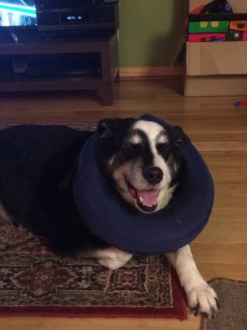 Got a new puppy, lets see a pic of your pets