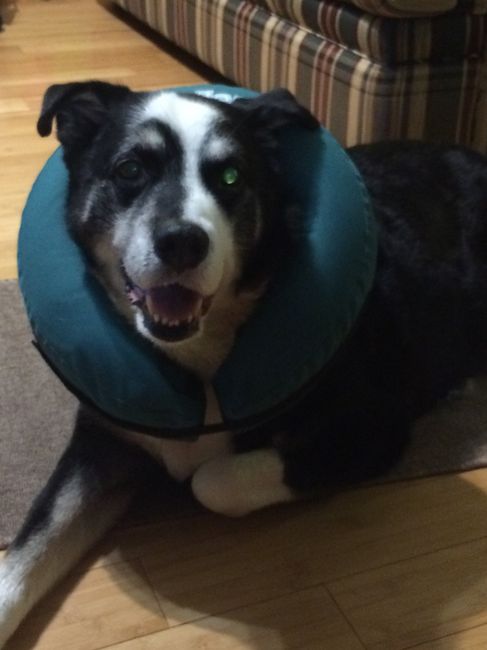 NWR- Our dog :(--Update page 2