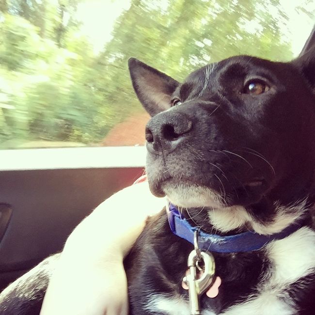 NWR- We got a puppy! Everyone, meet Boba Fett, Bo for short!