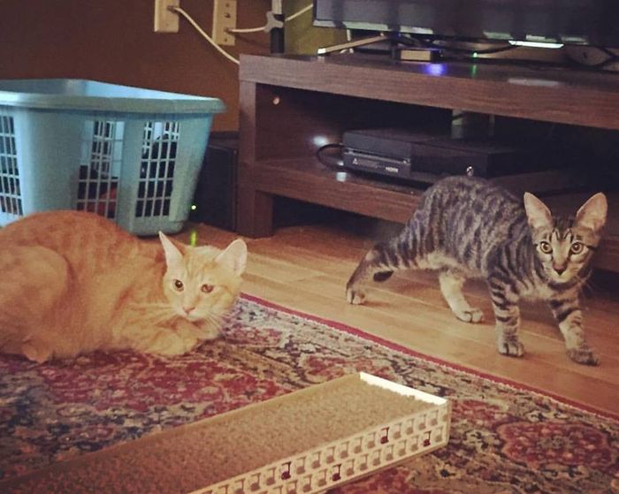 NWR-New Kittens!-Pictures!