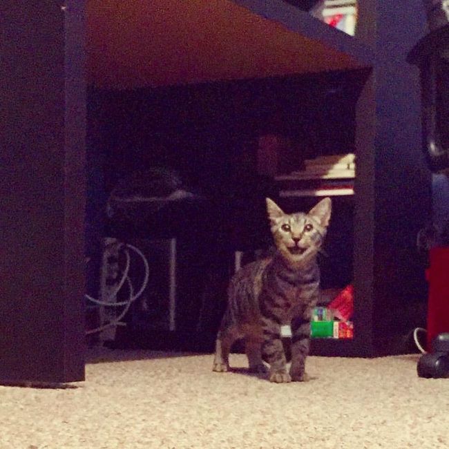 NWR-New Kittens!-Pictures!