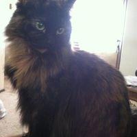 NWR...my fur baby passed and my FH was AMAZINGLY there for me.