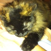 NWR...my fur baby passed and my FH was AMAZINGLY there for me.