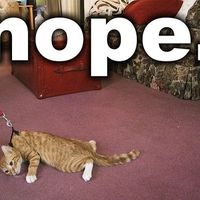 Meme your mood!