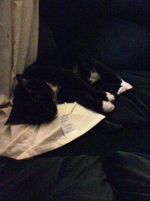 Furbabies!