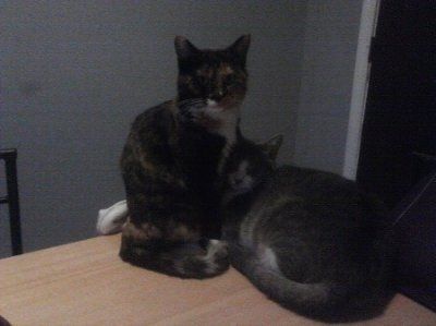 Furbabies!