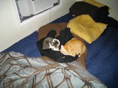 Furbabies!