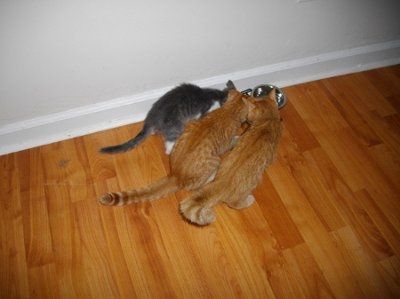 Furbabies!