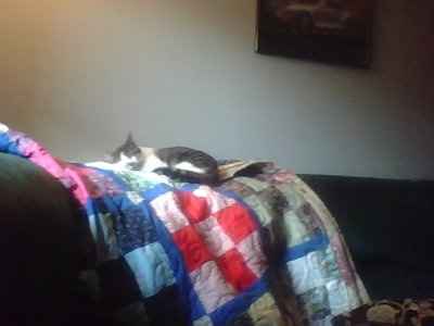 Finally pictures of our newest kitty