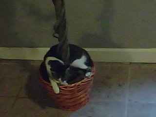 Finally pictures of our newest kitty