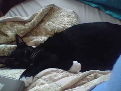 Finally pictures of our newest kitty