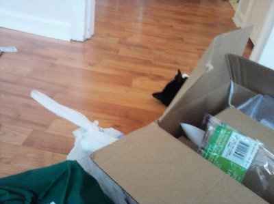 WR: First attempt at making a corsage (Pic heavy)