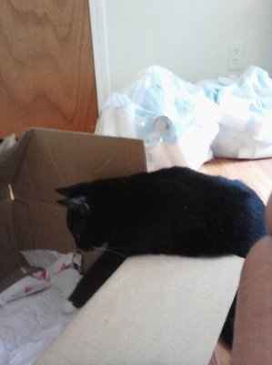 WR: First attempt at making a corsage (Pic heavy)