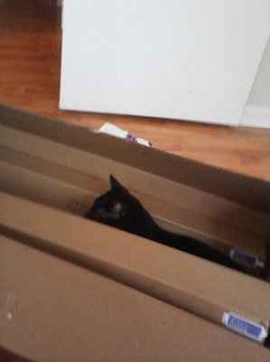 WR: First attempt at making a corsage (Pic heavy)