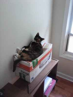 WR: First attempt at making a corsage (Pic heavy)