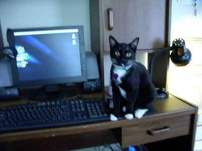 Show off your furbabies!