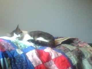 Show off your furbabies!