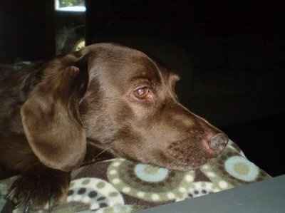 Our family dog died......