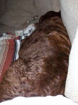 Our family dog died......