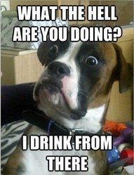 Mrs S ... We need to start another funny Cat thread!