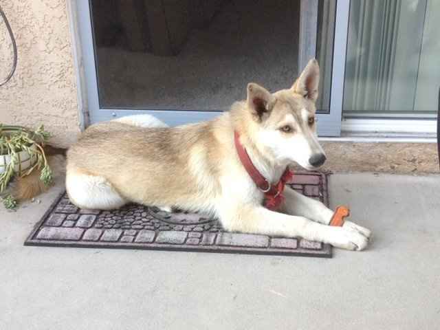 Do you and your FH have a pet?