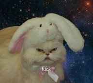 Mrs S ... We need to start another funny Cat thread!